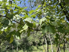 Pyrus ussuriensis