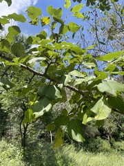 Pyrus ussuriensis
