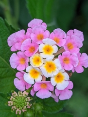 Lantana