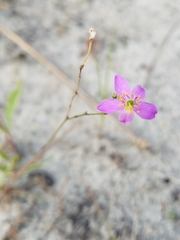 Phemeranthus rugospermus