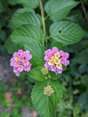 Lantana