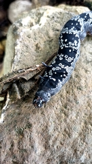Arsenura polyodonta