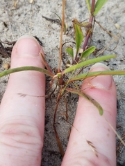 Phemeranthus rugospermus