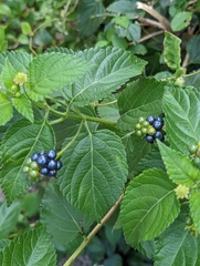 Lantana