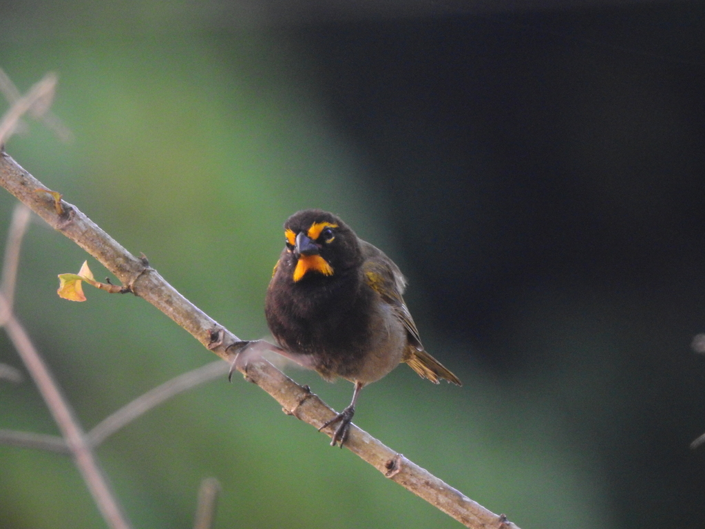 Yellow-faced Grassquit