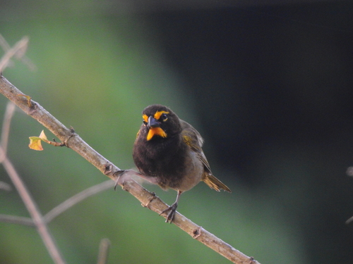 Yellow-faced Grassquit