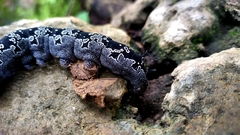 Arsenura polyodonta