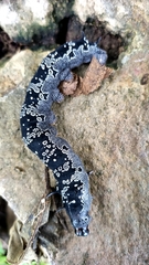 Arsenura polyodonta