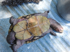 Kinosternon hirtipes murrayi