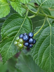 Lantana
