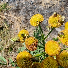 Rhopalomyia tanaceticola