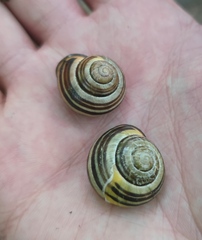 Cepaea nemoralis