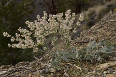 Eriogonum rupinum