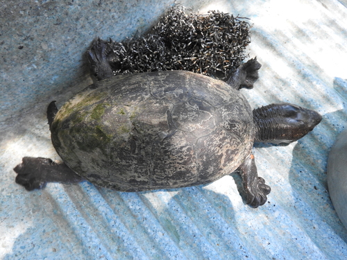 Mexican Mud Turtle, Kinosternon hirtipes