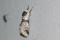 Furcula scolopendrina