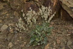 Eriogonum rupinum