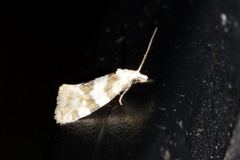 Aethes argentilimitana