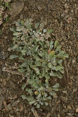 Eriogonum rupinum