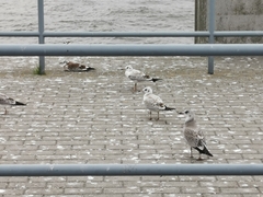 Chroicocephalus ridibundus