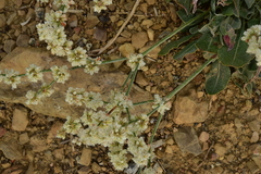Eriogonum rupinum