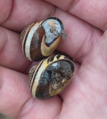 Cepaea nemoralis