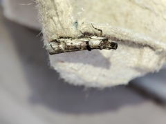 Pseudacrobasis tergestella