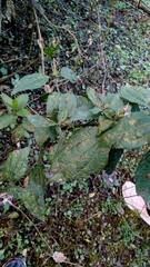 Chromolaena hookeriana
