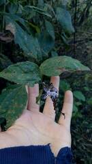 Chromolaena hookeriana