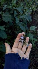 Chromolaena hookeriana