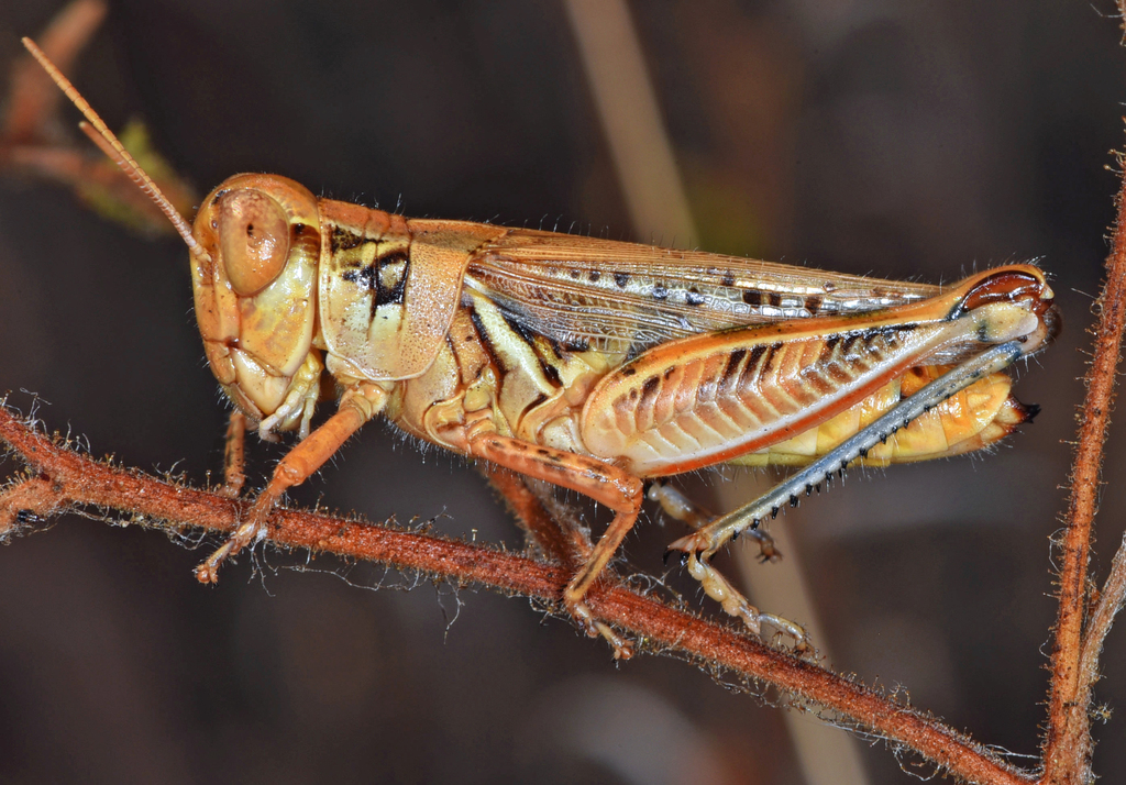 devastating grasshopper