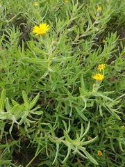 Heterotheca camporum