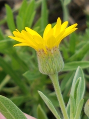 Heterotheca camporum