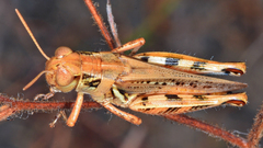 Melanoplus devastator
