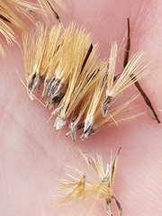 Heterotheca camporum