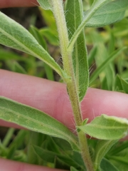 Heterotheca camporum