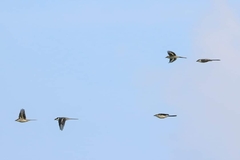 Pericrocotus divaricatus