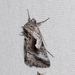 Surena Looper Moth - Photo (c) Owen Strickland, some rights reserved (CC BY), uploaded by Owen Strickland