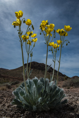 Arctomecon californica