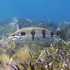 Sea Trumpeter photo 1