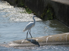 Egretta garzetta