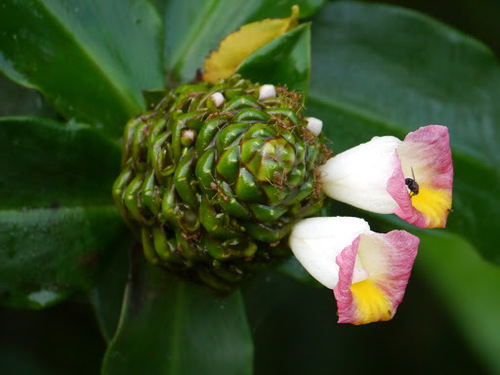 Costus lucanusianus image