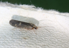 Neureclipsis bimaculata