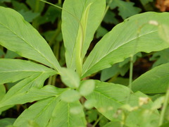 Pinellia pedatisecta