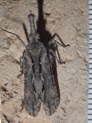 Scolopsella reticulata