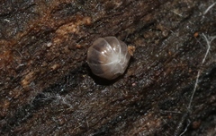 Venezillo microphthalmus