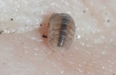 Venezillo microphthalmus