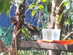 Icterus pyrrhopterus