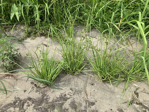 Variable Flatsedge — photo 1