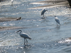 Egretta garzetta