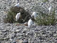 Egretta garzetta